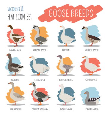 Poultry farming. Goose breeds icon set. Flat design clipart