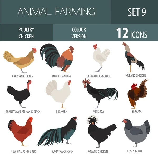 Poultry farming. Chicken breeds icon set. Flat design — Stock Vector