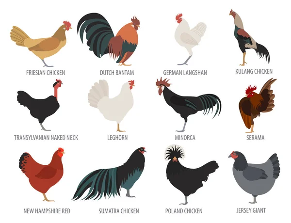 Poultry farming. Chicken breeds icon set. Flat design — Stock Vector