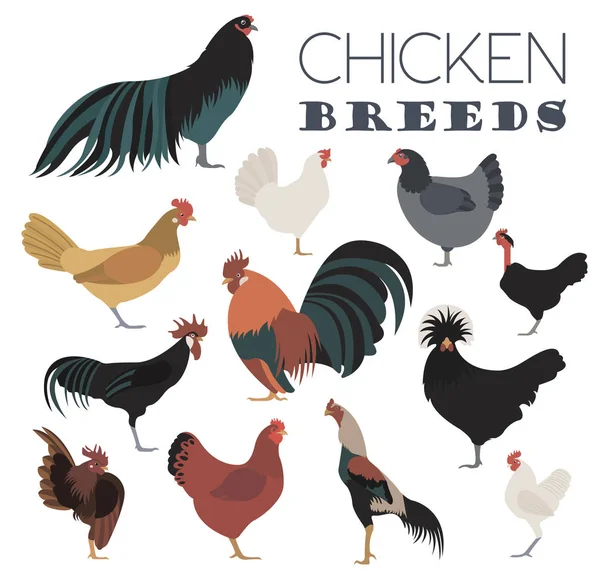 Aves de capoeira. Conjunto de ícones de raças de frango. Projeto plano — Vetor de Stock