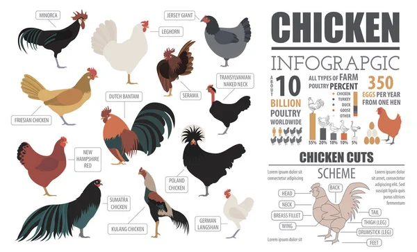 Инфографический шаблон птицеводства. Разведение цыплят. Flat des — стоковый вектор