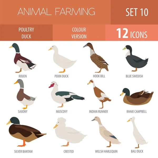 Poultry farming. Duck breeds icon set. Flat design — Stock Vector