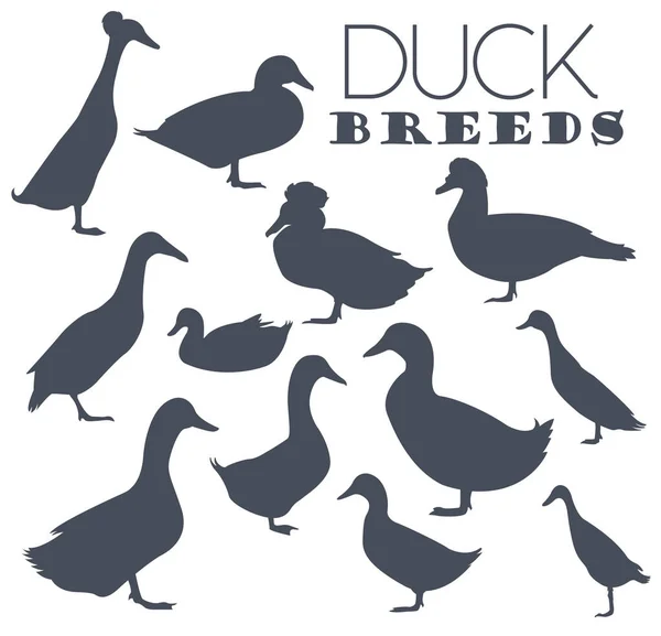 Aves de capoeira. Conjunto de ícones de raças de pato. Projeto plano —  Vetores de Stock