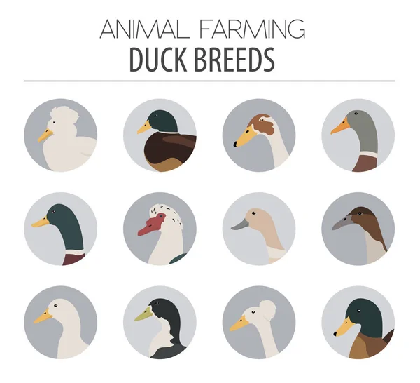 Poultry farming. Duck breeds icon set. Flat design — Stock Vector