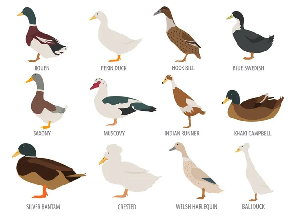 家禽饲养业。鸭品种图标集。平面设计 — 图库矢量图片