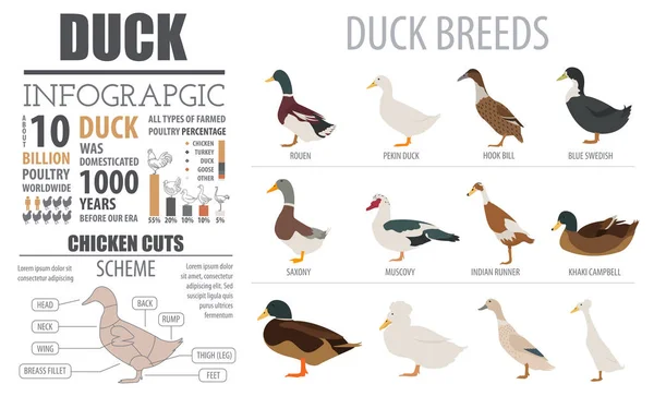 Aves de capoeira modelo de infográfico agrícola. Criação de patos. Projeto plano — Vetor de Stock