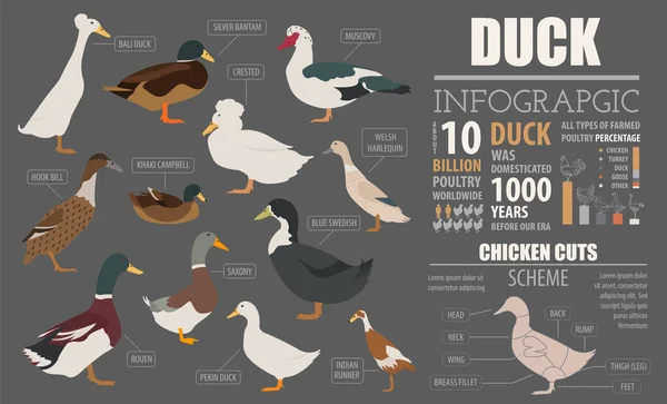 Plantilla infográfica avícola. Reproducción de pato. Diseño plano — Vector de stock