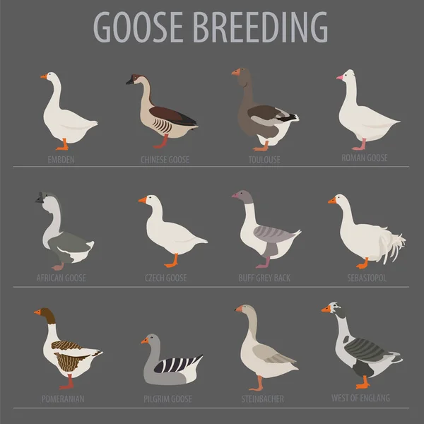 Poultry farming. Goose breeds icon set. Flat design — Stock Vector