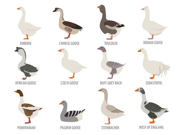 Poultry farming. Goose breeds icon set. Flat design — Stock Vector