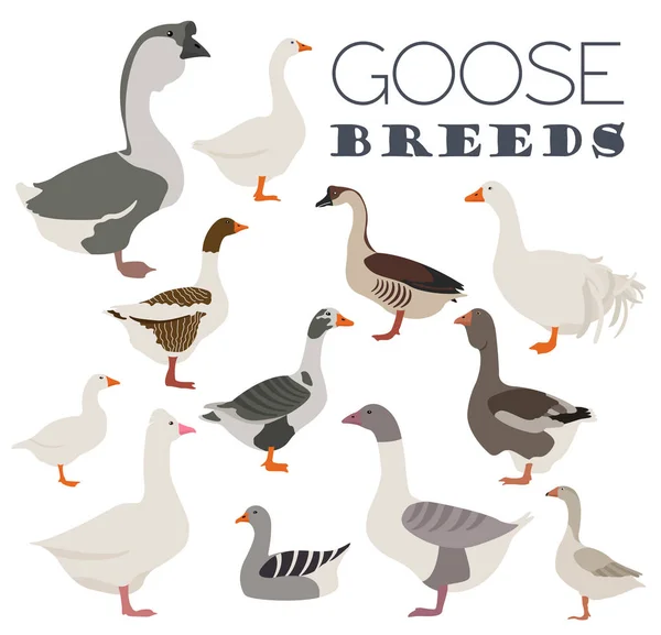 Poultry farming. Goose breeds icon set. Flat design — Stock Vector