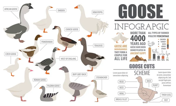 Baromfi mezőgazdasági infographic sablon. Liba tenyésztés. Lapos desig — Stock Vector