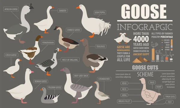 Infografik für die Geflügelzucht. Gänsezucht. flach desig — Stockvektor