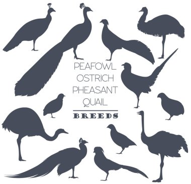 Poultry farming. Peafowl, ostrich, pheasant, quail breeds icon s clipart