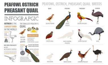 Poultry farming infographic template. Peafowl, ostrich, pheasant clipart
