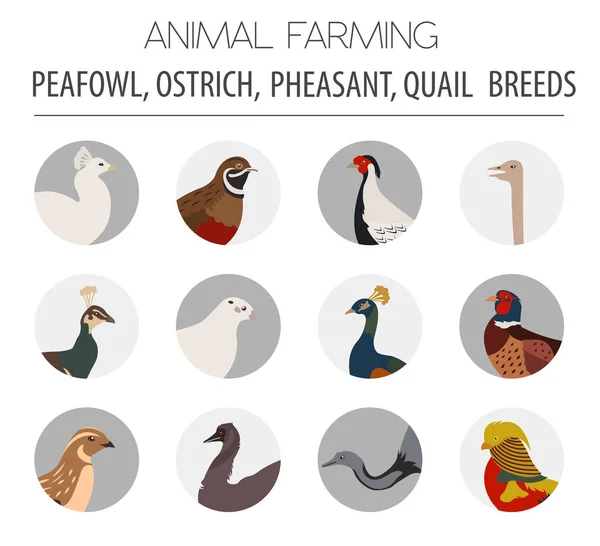 Pluimveehouderij. Pauw, struisvogel, Fazant en kwartels rassen pictogram s — Stockvector