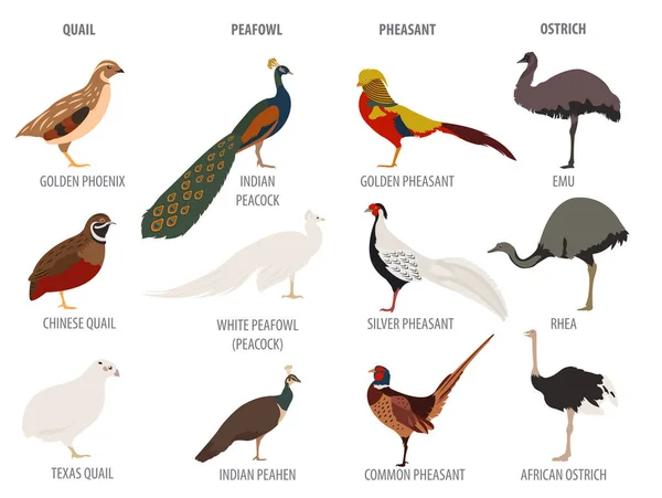 Avicultura. Peafowl, avestruz, faisán, codorniz razas icono s — Vector de stock