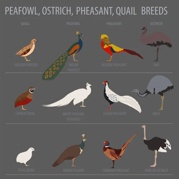 Pluimveehouderij. Pauw, struisvogel, Fazant en kwartels rassen pictogram s — Stockvector