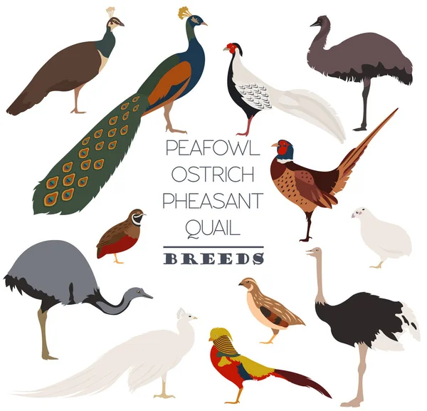 Aves de capoeira. Peafowl, avestruz, faisão, codornizes ícone raças s — Vetor de Stock