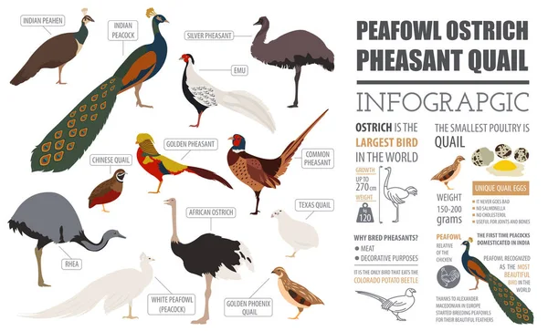 Pluimvee landbouw infographic sjabloon. Pauw, struisvogel, Fazant — Stockvector