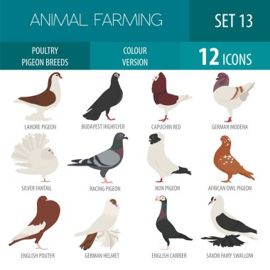 Tavukçuluk. Güvercin Icon set doğurur. Düz tasarım