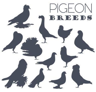 Poultry farming. Pigeon breeds icon set. Flat design clipart