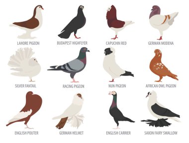 Poultry farming. Pigeon breeds icon set. Flat design clipart