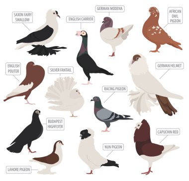 Tavukçuluk. Güvercin Icon set doğurur. Düz tasarım