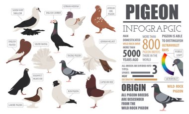 Kümes hayvanları tarım Infographic şablonu. Güvercin yetiştiriciliği. Düz desi