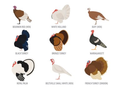 Tavukçuluk. Türkiye doğurmak Icon set. Düz tasarım