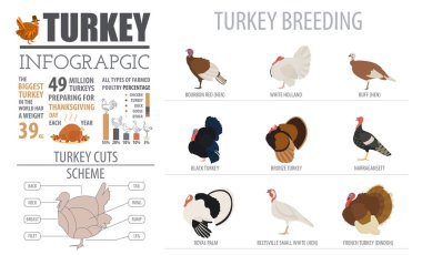 Kümes hayvanları tarım Infographic şablonu. Türkiye'de hayvancılık. Düz desi