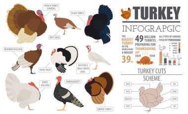 Kümes hayvanları tarım Infographic şablonu. Türkiye'de hayvancılık. Düz desi