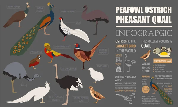 Plantilla infográfica avícola. Peafowl, avestruz, faisán — Vector de stock