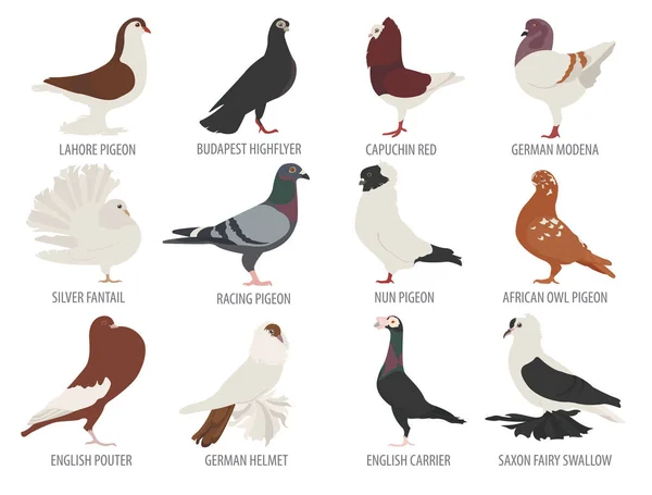 家禽饲养业。鸽子品种图标集。平面设计 — 图库矢量图片