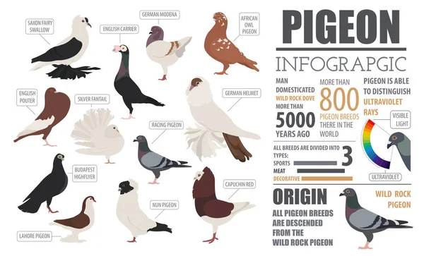 Baromfi mezőgazdasági infographic sablon. Galamb tenyésztés. Lapos Dezső — Stock Vector