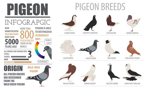 Инфографический шаблон птицеводства. Размножение голубей. Плоский стол — стоковый вектор