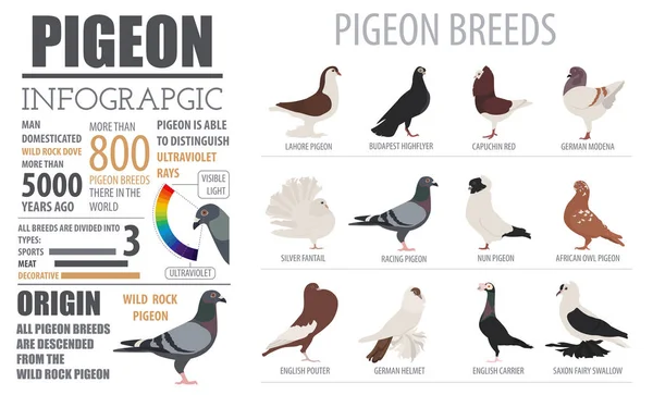 Plantilla infográfica avícola. Crianza de palomas. Piso desi — Vector de stock