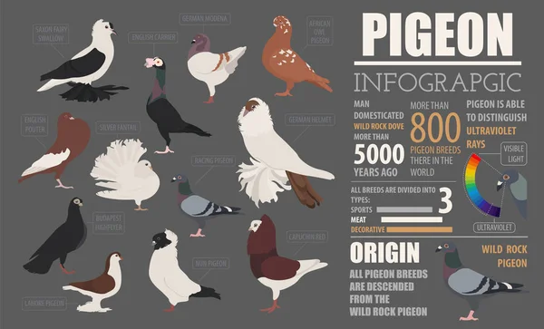 Infografik für die Geflügelzucht. Taubenzucht. flache desi — Stockvektor