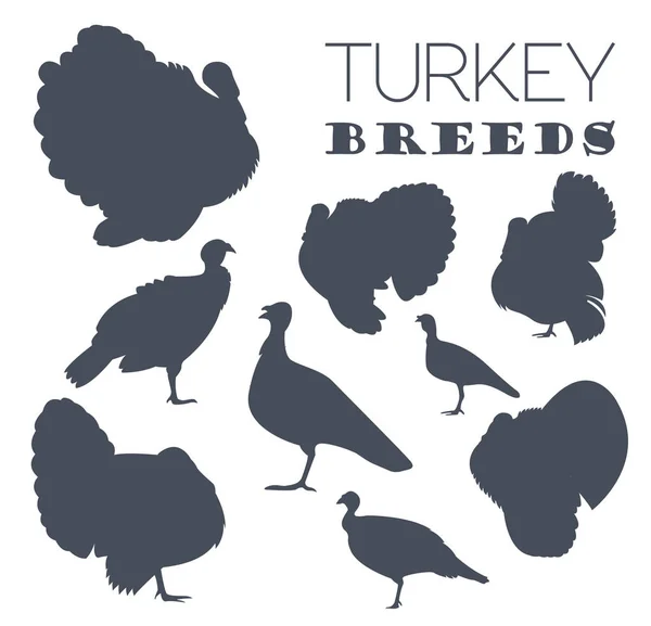 Allevamento di pollame. Turchia razze icona set. Design piatto — Vettoriale Stock