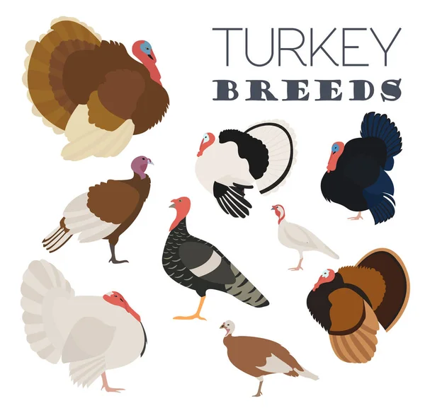 Pluimveehouderij. Turkije rassen pictogramserie. Platte ontwerp — Stockvector