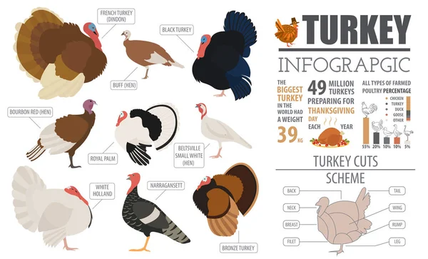 Птиці шаблон інфографіки фермерства. Туреччина розведення. Плоский Дезі — стоковий вектор