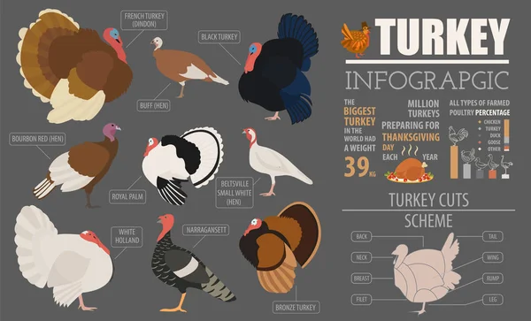 Drób hodowla infografikę szablonu. Turcja hodowli. Mieszkanie desi — Wektor stockowy