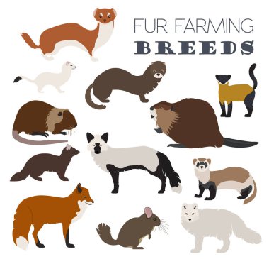 Fur farming. Flat design clipart