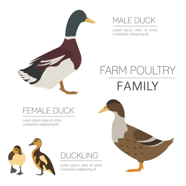 Πτηνοτροφία. Οικογένεια πάπια απομονωμένα σε λευκό. Επίπεδη σχεδίαση. — Διανυσματικό Αρχείο