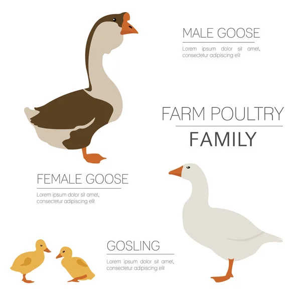 Fjäderfäuppfödning. Goose familj isolerade på vitt. Platt design — Stock vektor