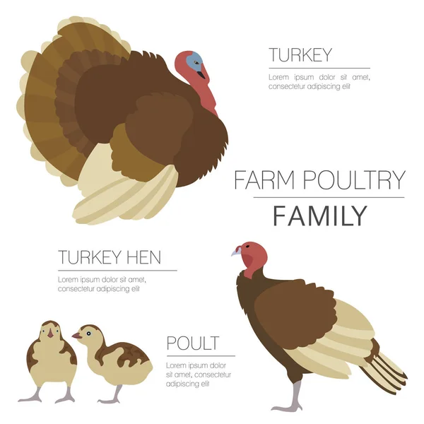 Volailles. Turquie famille isolée sur blanc. Conception plate — Image vectorielle