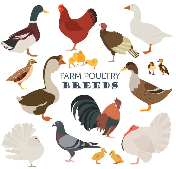 Geflügelzucht. Huhn, Ente, Gans, Truthahn, Taube, Wachtel — Stockvektor