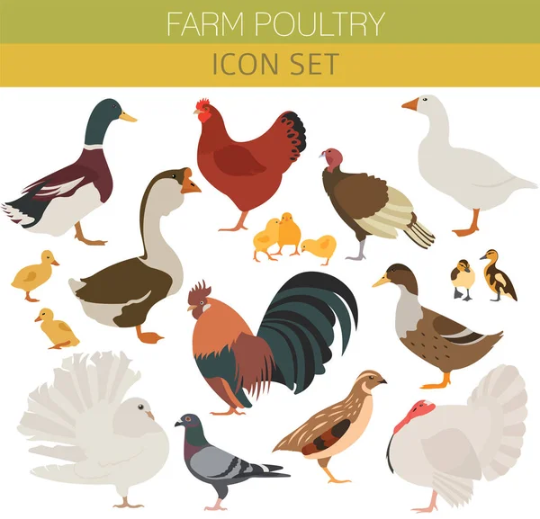 Poultry farming. Chicken, duck, goose, turkey, pigeon, quail ico — Stock Vector