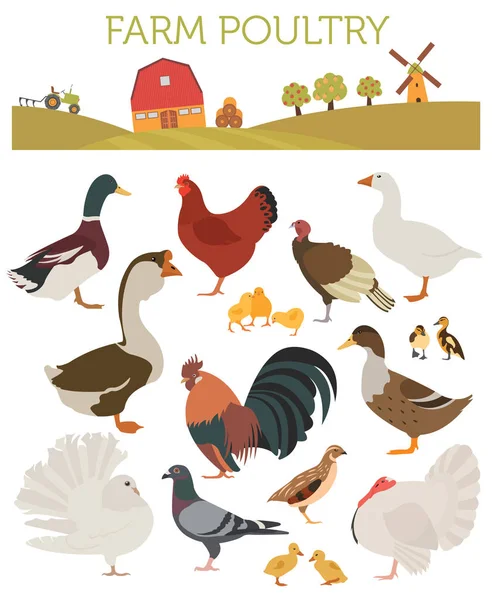 Volailles. Poulet, canard, oie, dinde, pigeon, caille ico — Image vectorielle