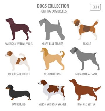 Hunting dog breeds collection isolated on white. Flat style clipart