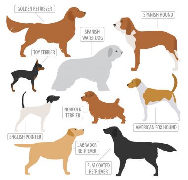 Av köpeği beyaz izole koleksiyonu bulunur. Düz stil